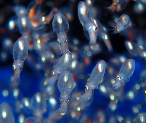 Octopus Babies Hatching Out! | Island Bay Marine Education Centre